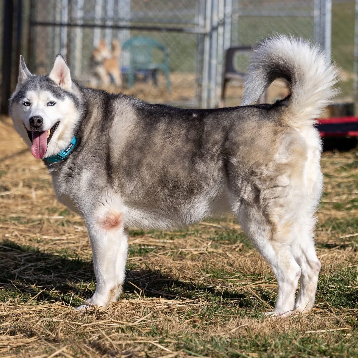 Enlarge Koko, an adoptable mixed breed in Avon, CT image 3/6