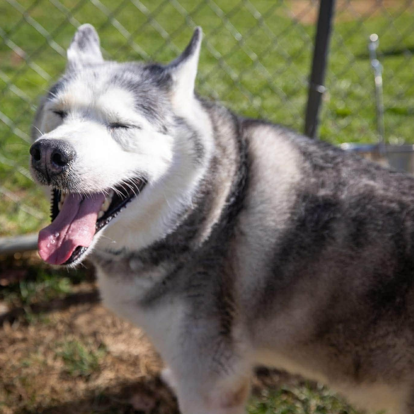 Enlarge Koko, a ADOPTABLE mixed breed in Avon, CT image 2/4