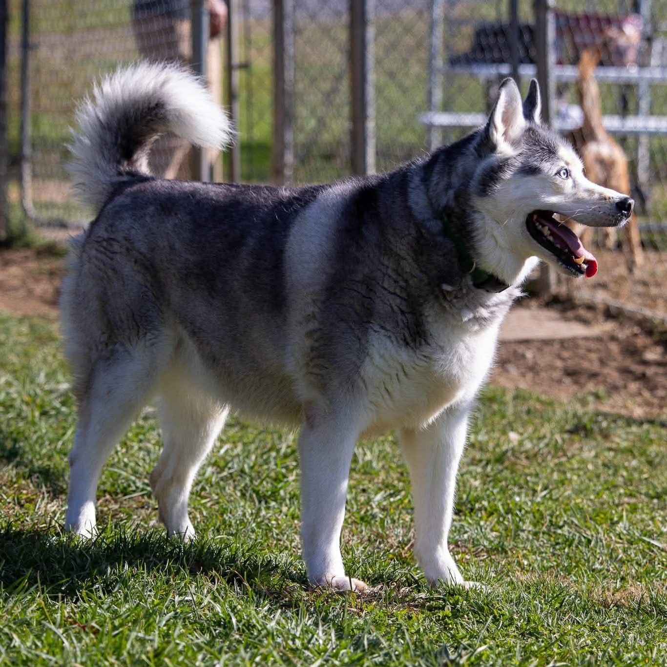 Enlarge Koko, a ADOPTABLE mixed breed in Avon, CT image 4/4