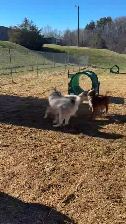 Enlarge Koko, an adoptable mixed breed in Avon, CT video 6/6