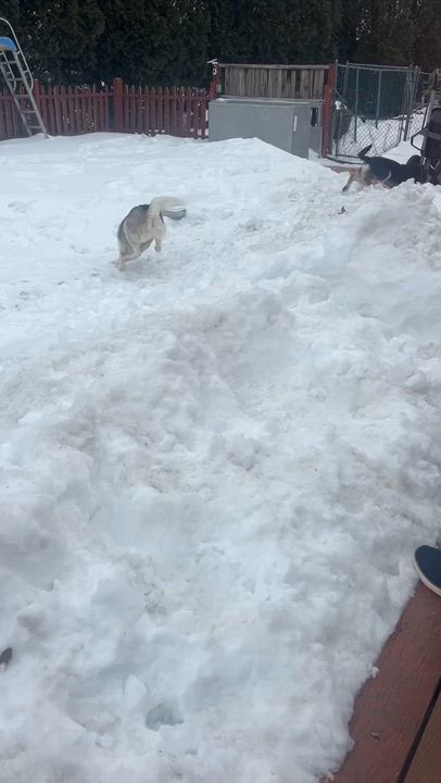 Enlarge Koko, an adopted mixed breed in Bristol, CT video 6/6