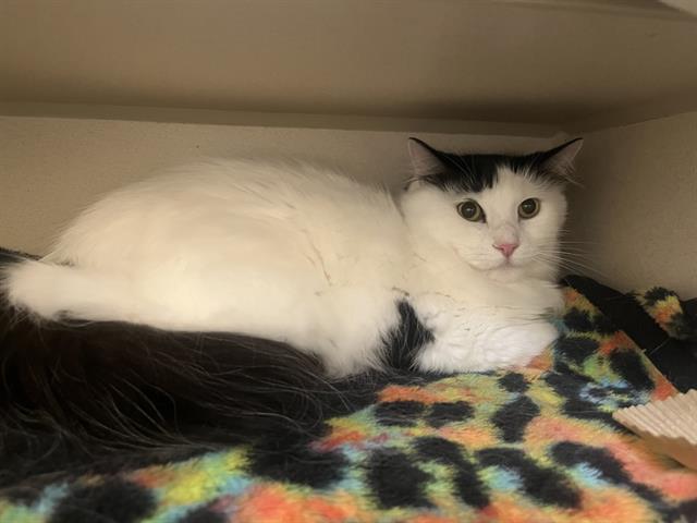 SNOWBALL, Adoptable, Adult Male Domestic Short Hair.