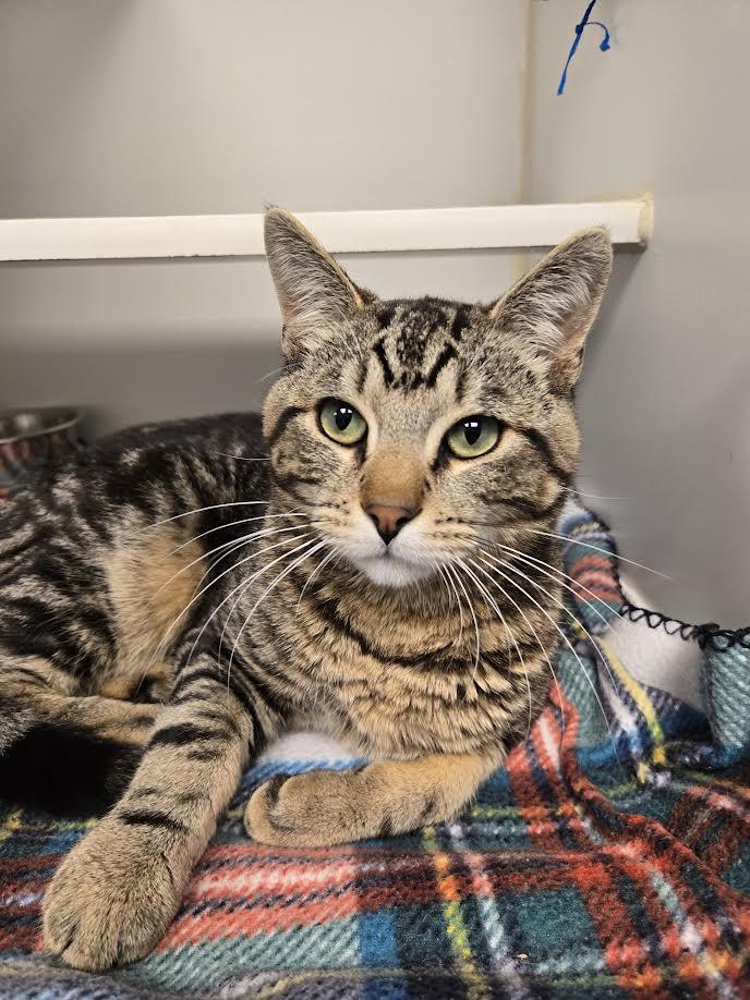 Enlarge Javier, an adopted mixed breed in Bellingham, WA image 3/3