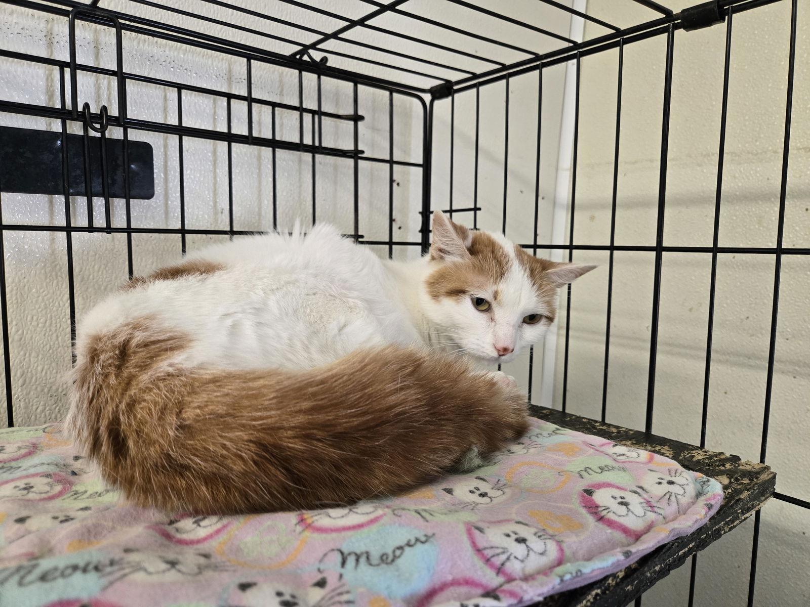 Hathor, Adoptable, Adult Female Domestic Short Hair.