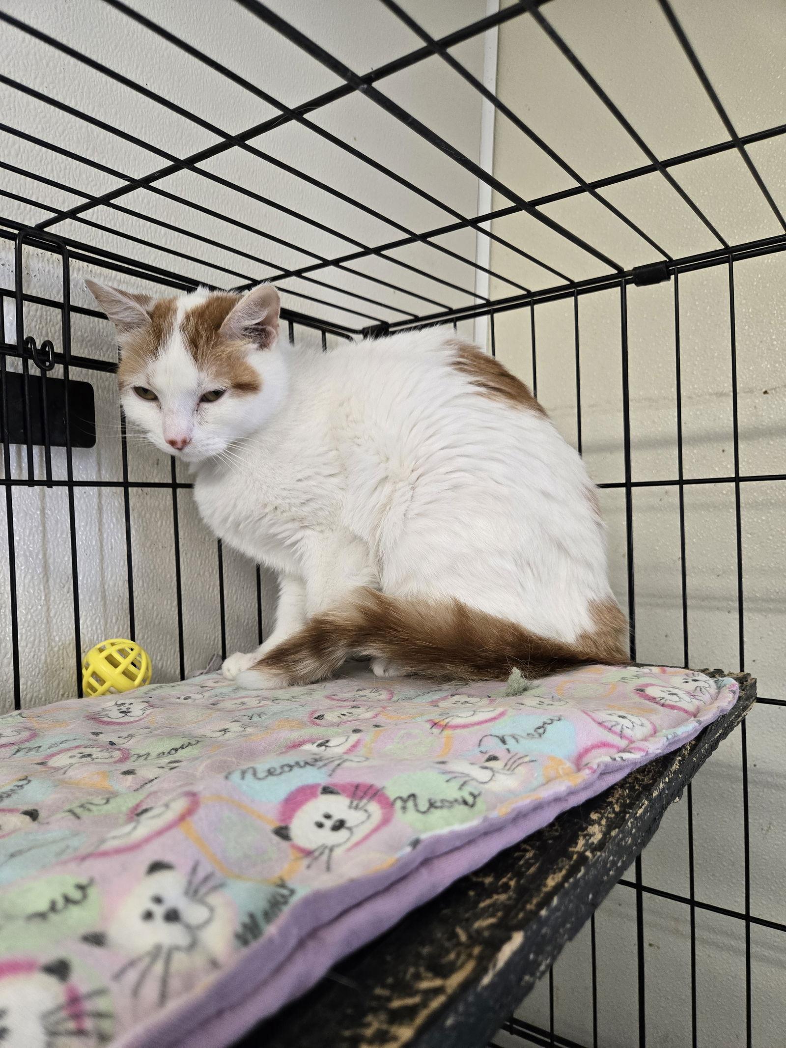 Enlarge Hathor, a Adoptable Domestic Short Hair in Maquoketa, IA image 2/2