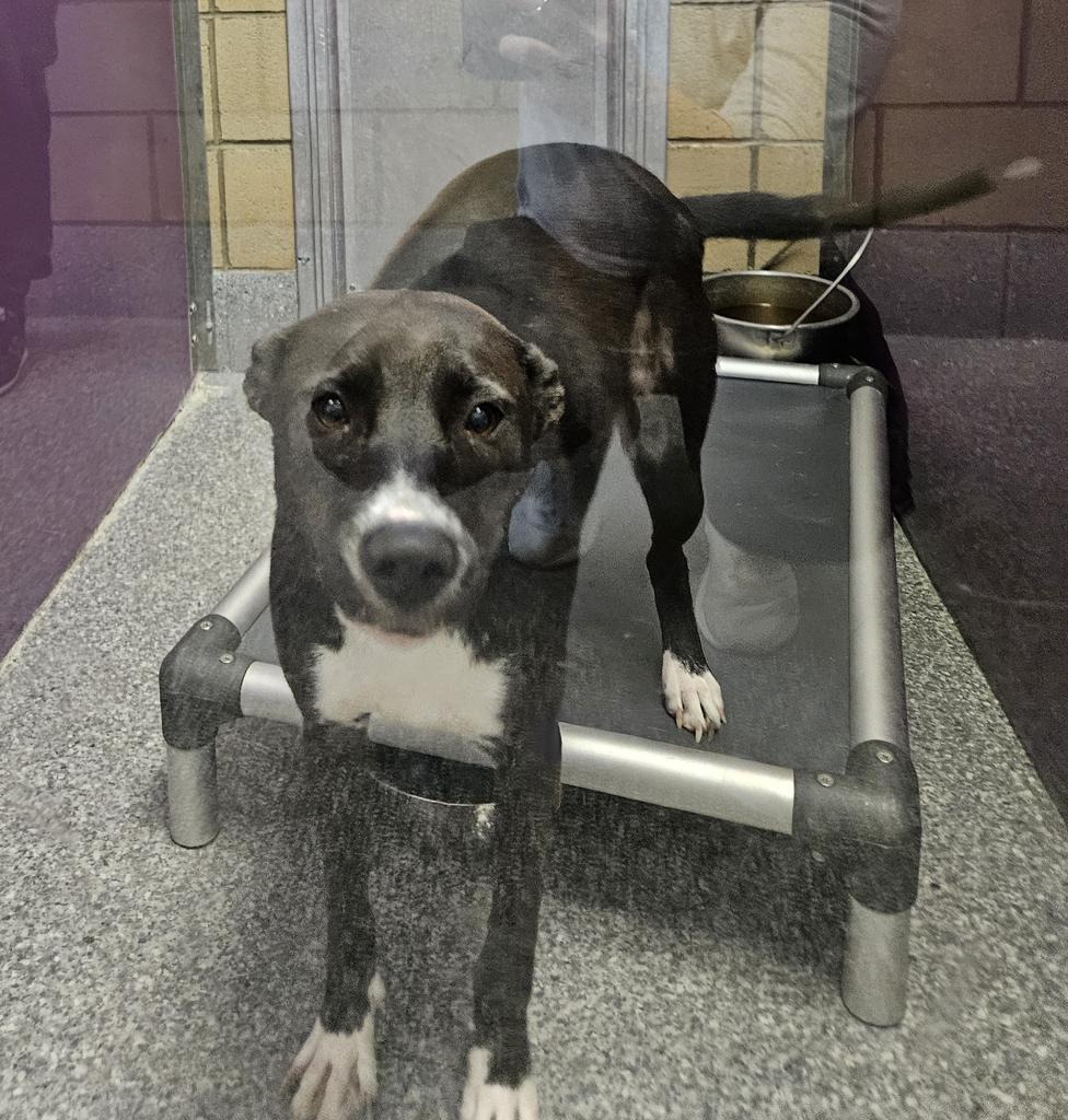 Nova, Adoptable, Young Female Mixed Breed.