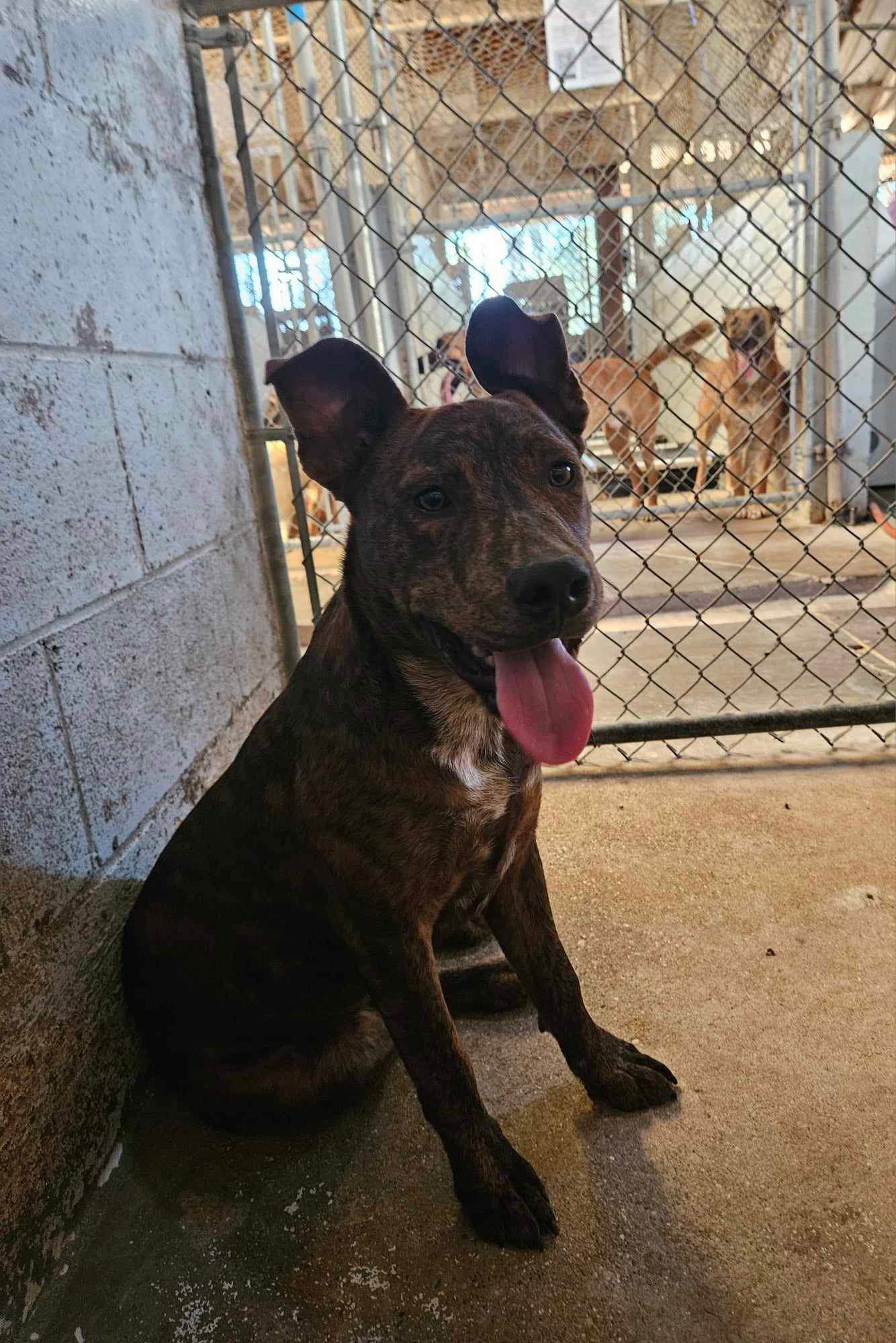 Samson, Adoptable, Young Male Pit Bull Terrier.