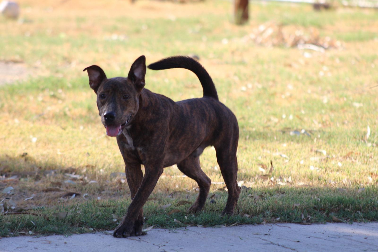 Enlarge Samson, a Adoptable Pit Bull Terrier in El Centro, CA image 3/3