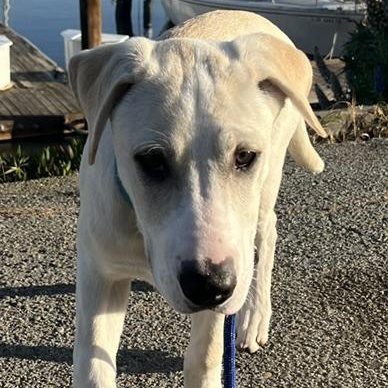 Tahoe, ADOPTABLE, Puppy Male Labrador Retriever.