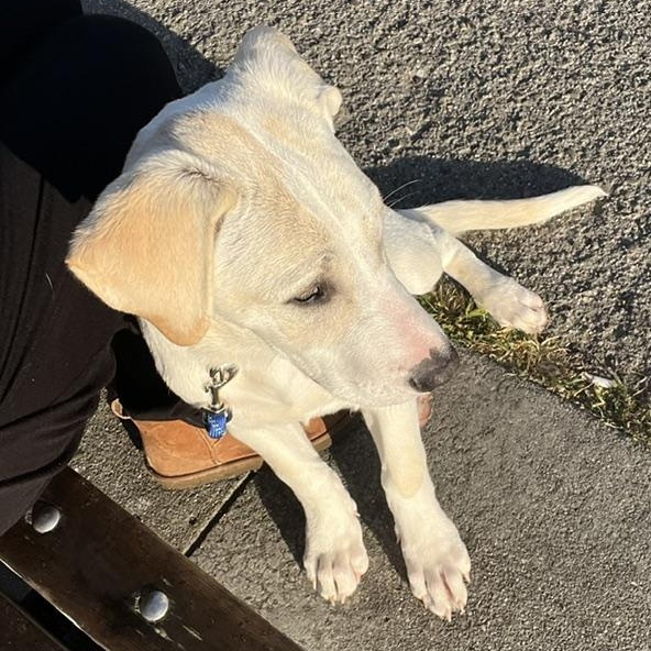 Enlarge Tahoe, a ADOPTABLE mixed breed in San Francisco, CA image 3/5