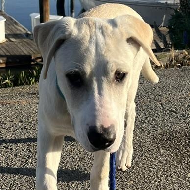 Enlarge Tahoe, a ADOPTABLE mixed breed in San Francisco, CA image 2/5