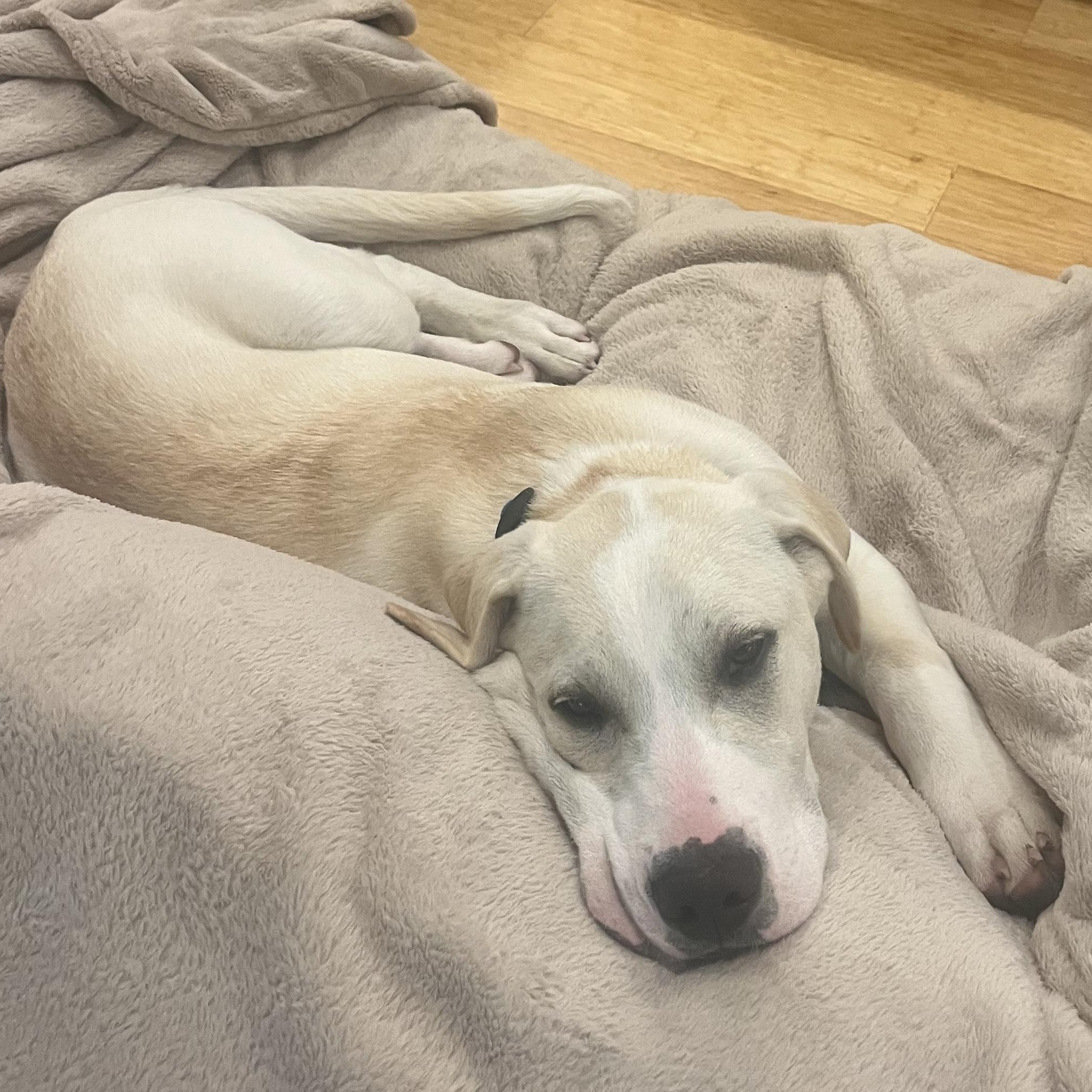 Tahoe, ADOPTABLE, Puppy Male Labrador Retriever.