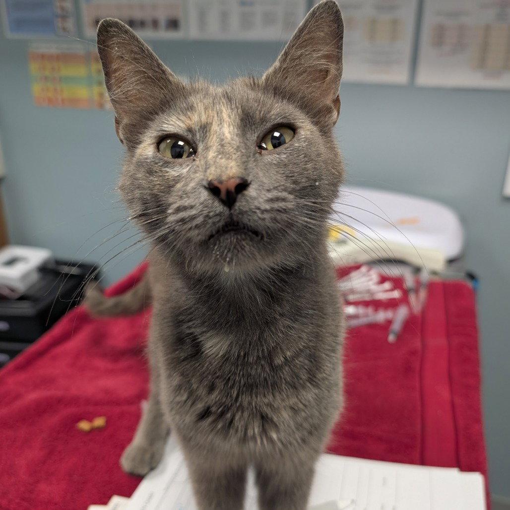 Beach, Adopted, Adult Female Domestic Short Hair.