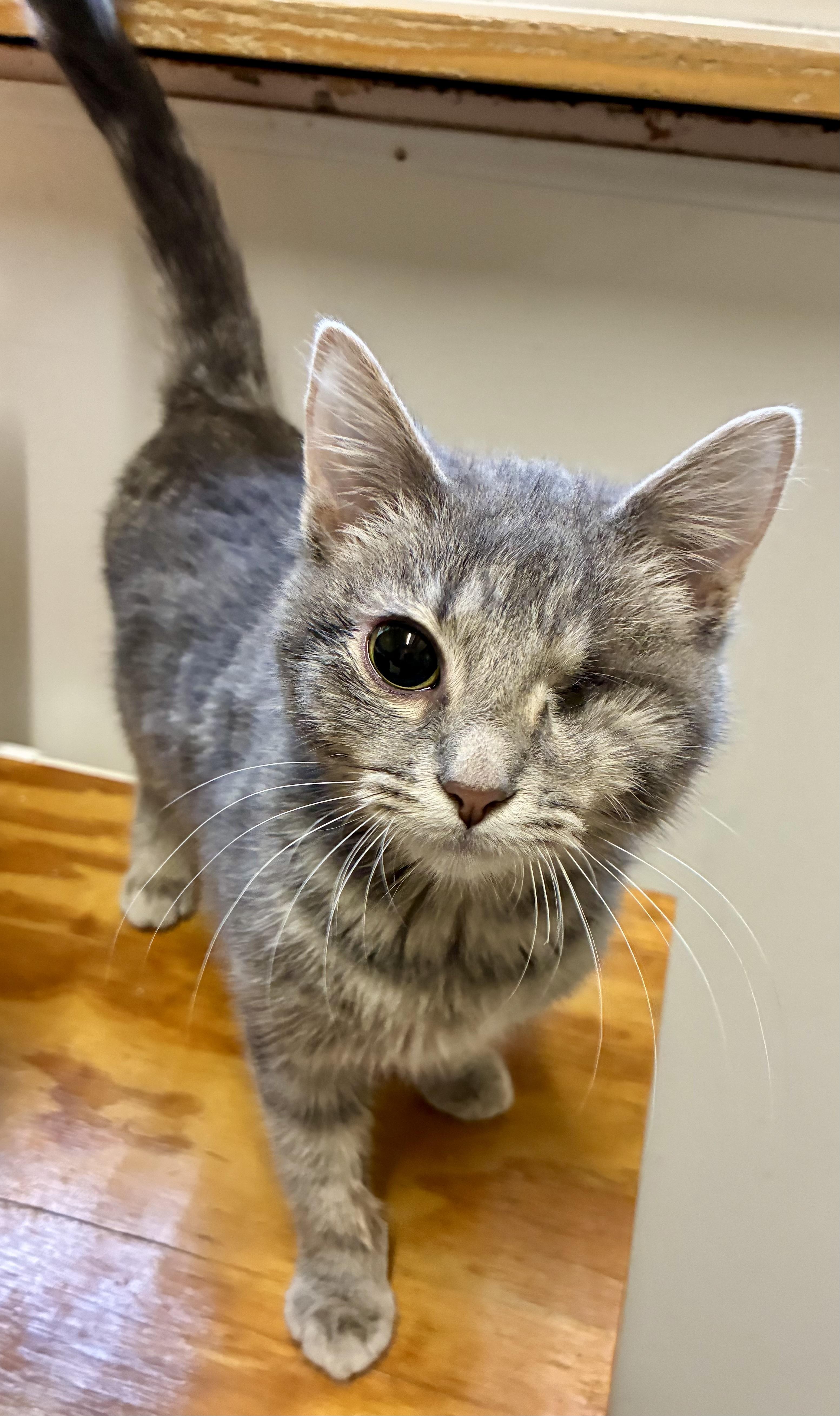 Enlarge HUFF-N-PUFF, a ADOPTABLE Domestic Short Hair in Louisa, KY image 4/4