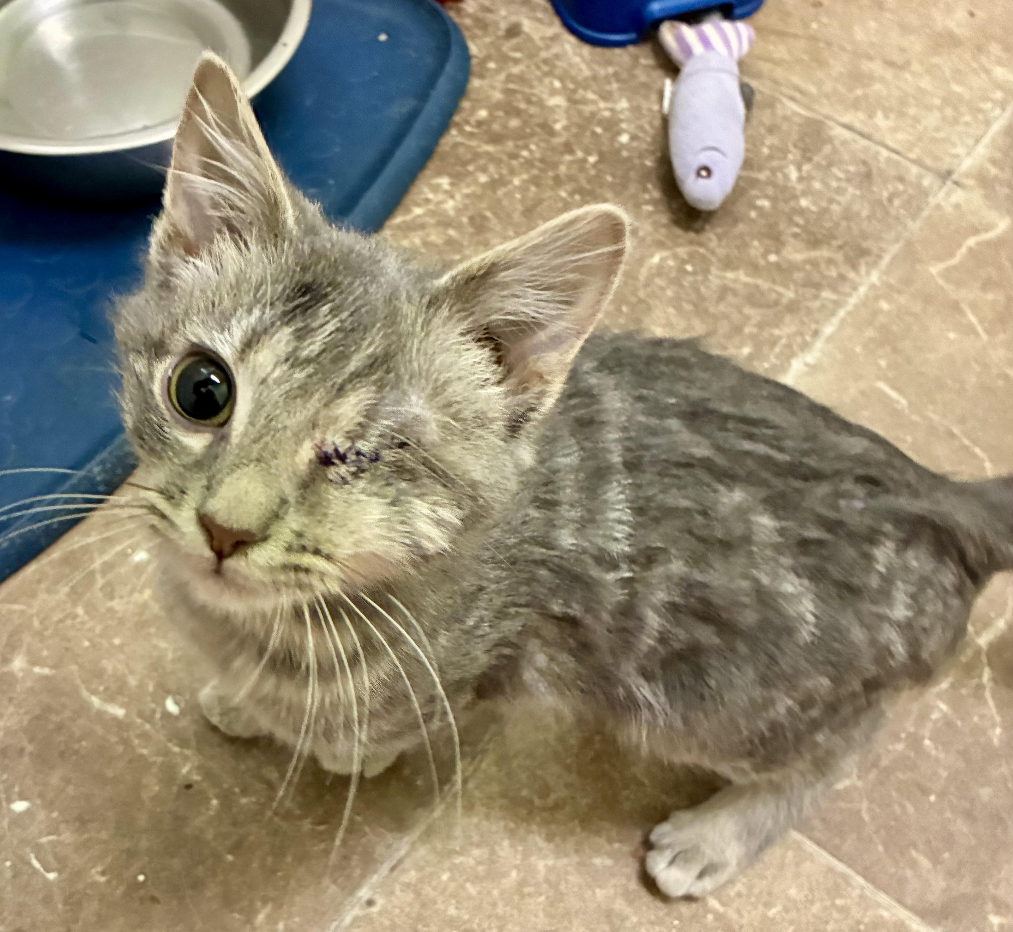 Enlarge HUFF-N-PUFF, a ADOPTABLE Domestic Short Hair in Louisa, KY image 2/4