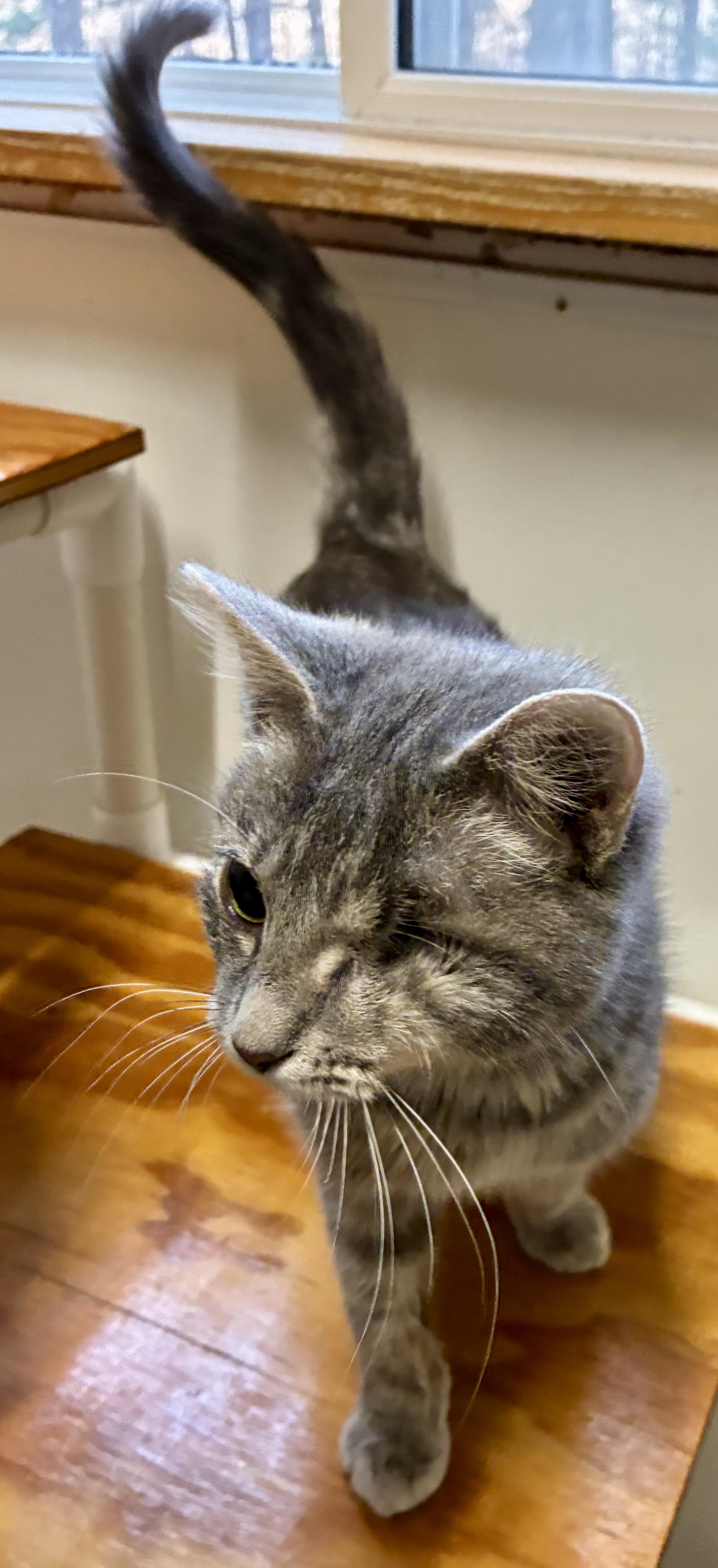 Enlarge HUFF-N-PUFF, a ADOPTABLE Domestic Short Hair in Louisa, KY image 1/4