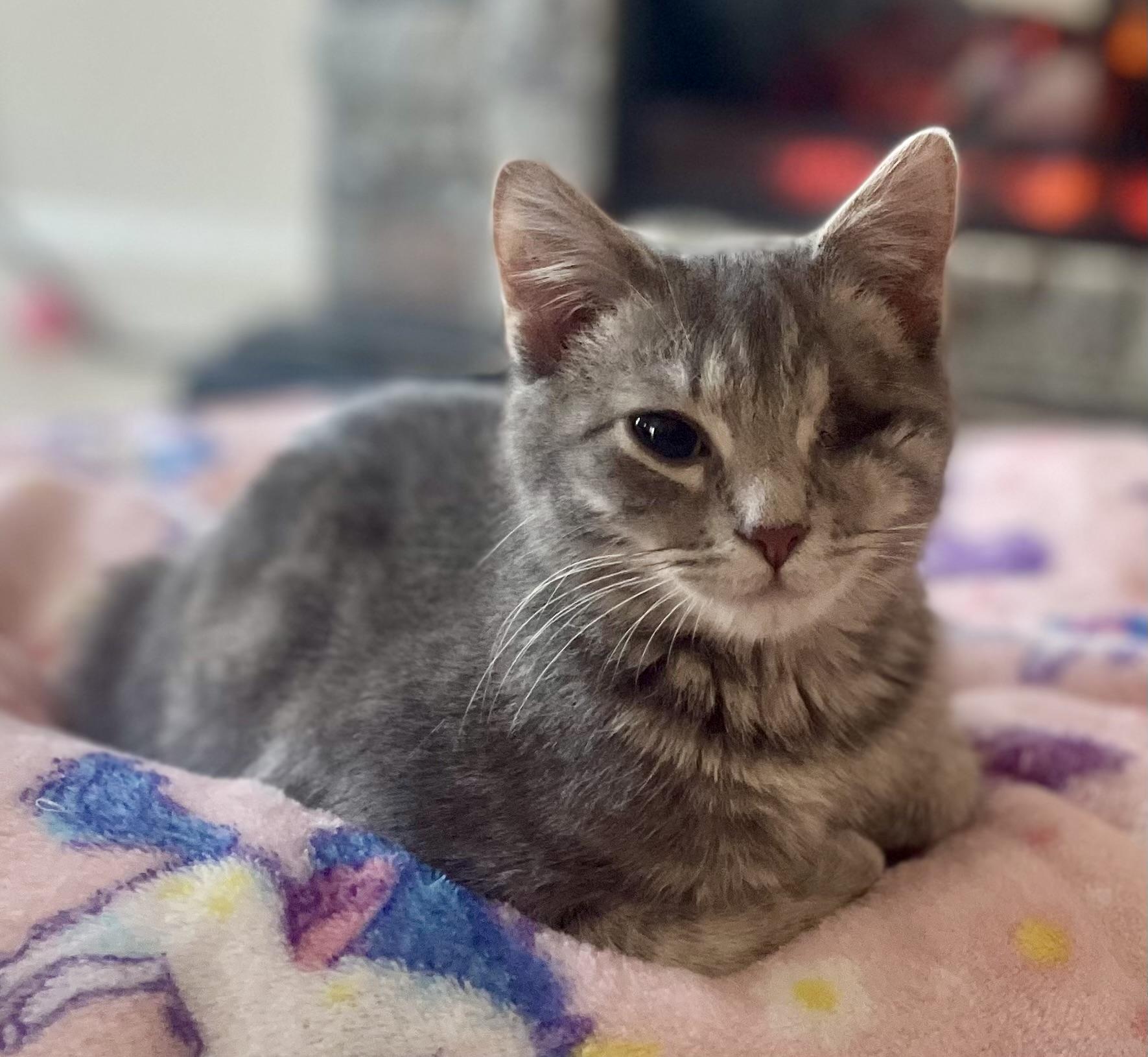 Enlarge HUFF-N-PUFF, a ADOPTABLE Domestic Short Hair in Louisa, KY image 3/4