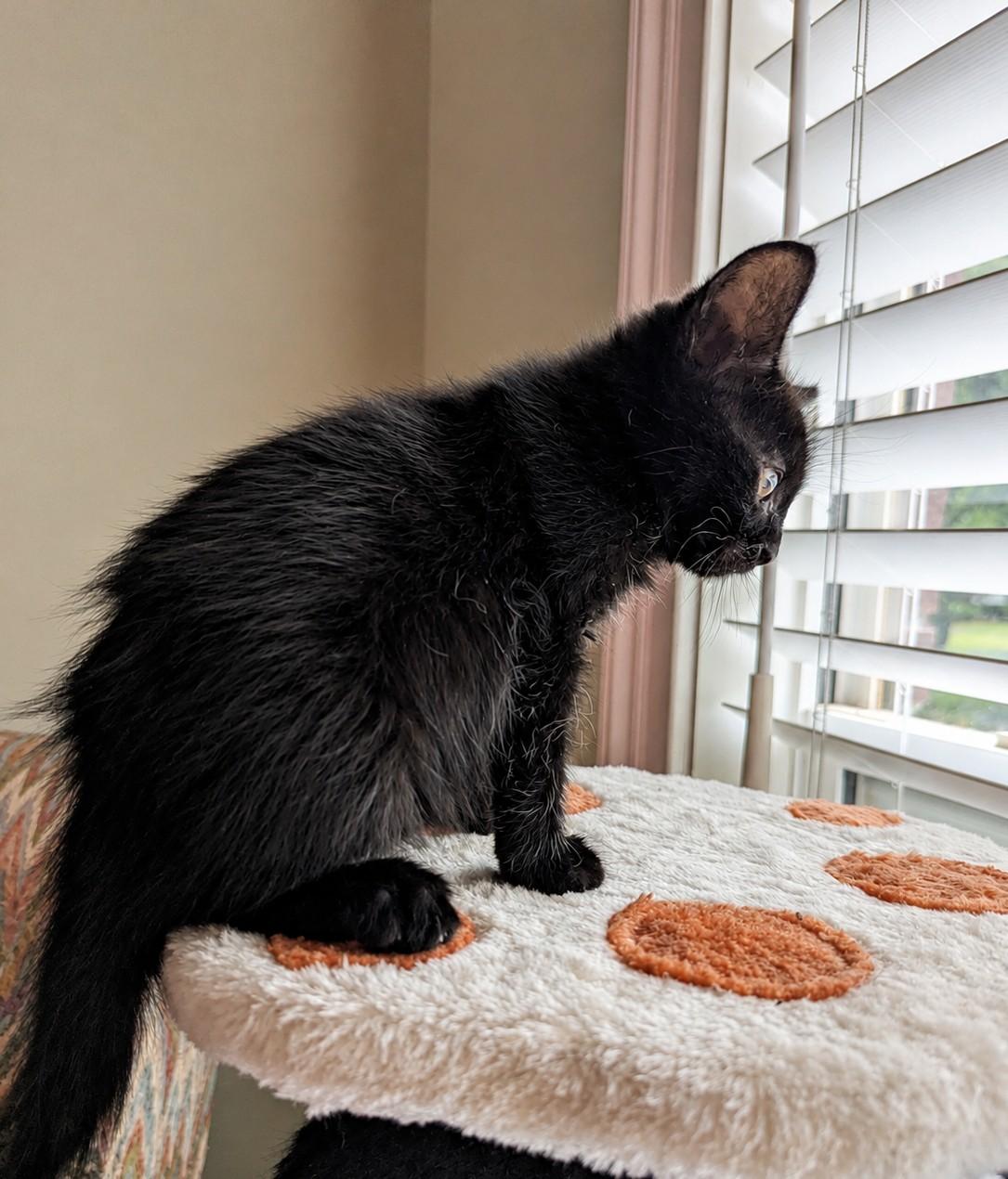 Espresso - a chatty baby, a ADOPTABLE Domestic Short Hair in Malden, MA image 2/2