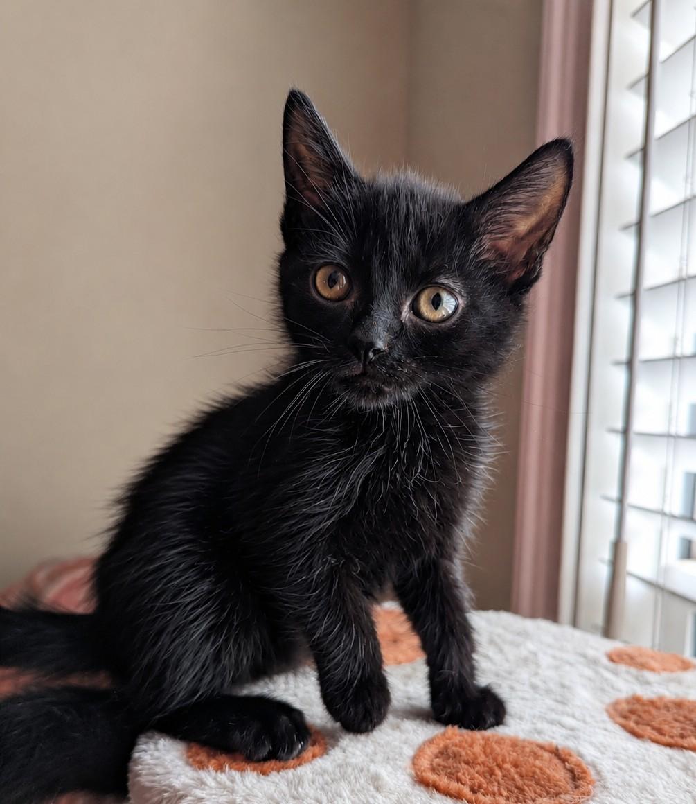 Espresso - a chatty baby, a ADOPTABLE Domestic Short Hair in Malden, MA image 1/2