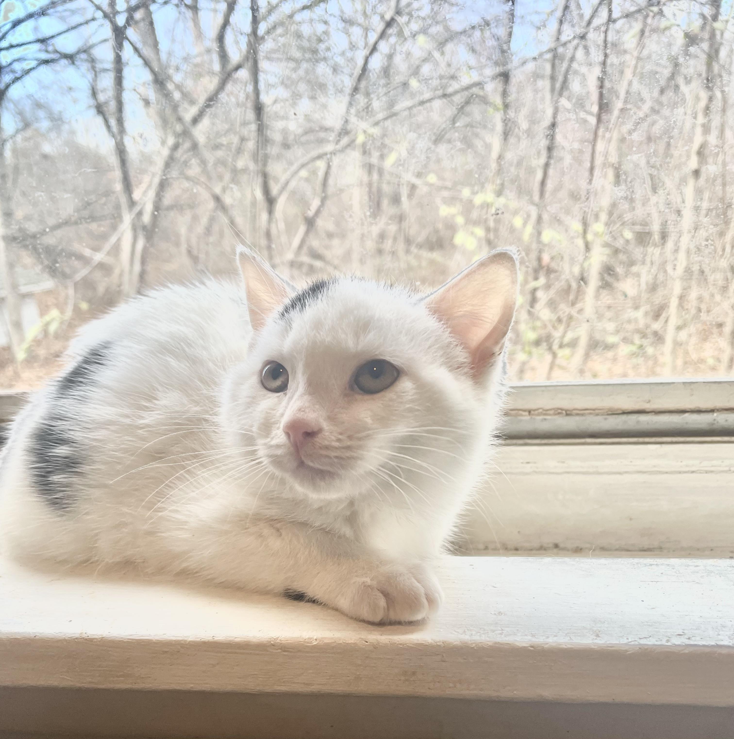 Enlarge Brady, a Adoptable Domestic Short Hair in Troy, NY image 1/1