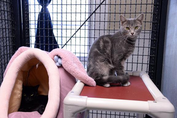 Enlarge Portia, an adopted Domestic Short Hair in Fort Leavenworth, KS image 2/5