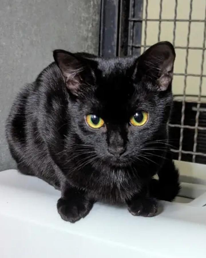 Portia, Adoptable, Young Female Domestic Short Hair.