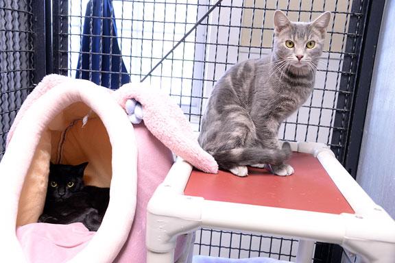 Enlarge Portia, an adopted Domestic Short Hair in Fort Leavenworth, KS image 3/5