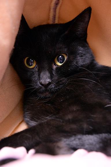 Enlarge Portia, an adopted Domestic Short Hair in Fort Leavenworth, KS image 4/5