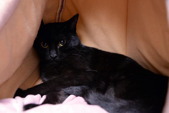 Enlarge Portia, an adopted Domestic Short Hair in Fort Leavenworth, KS image 5/5