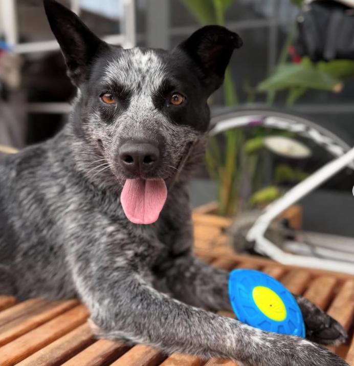 Enlarge Whiskey, a ADOPTABLE mixed breed in TEMECULA, CA image 1/5