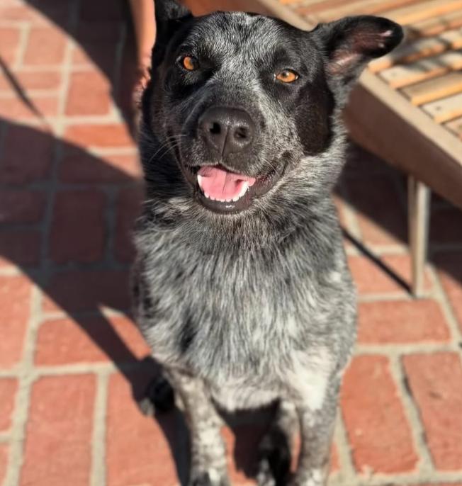 Enlarge Whiskey, a ADOPTABLE mixed breed in TEMECULA, CA image 3/5