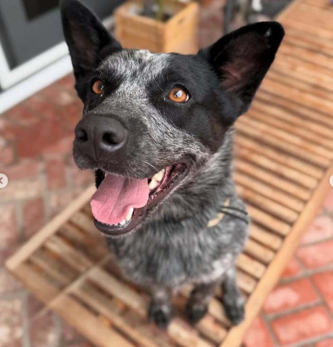 Enlarge Whiskey, a ADOPTABLE mixed breed in TEMECULA, CA image 5/5