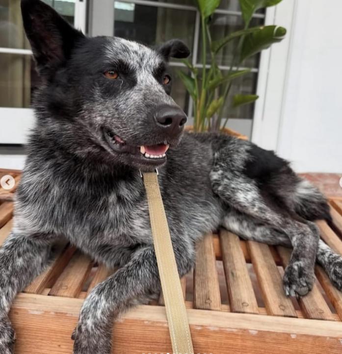 Enlarge Whiskey, a ADOPTABLE mixed breed in TEMECULA, CA image 4/5