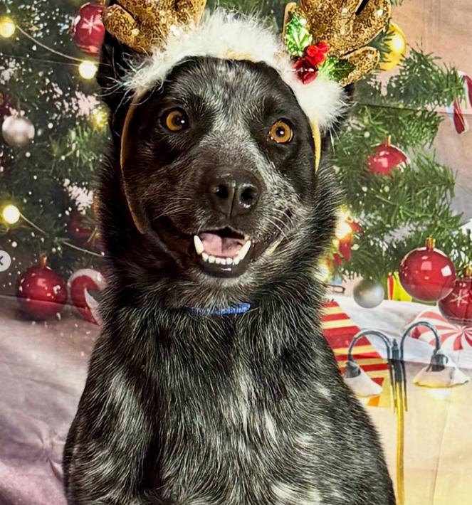 Enlarge Whiskey, a ADOPTABLE mixed breed in TEMECULA, CA image 2/5