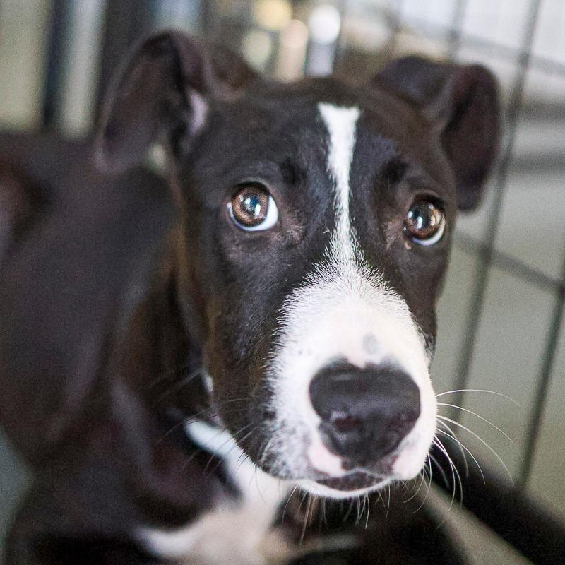 Maverly, Adoptable, Puppy Female Mixed Breed.