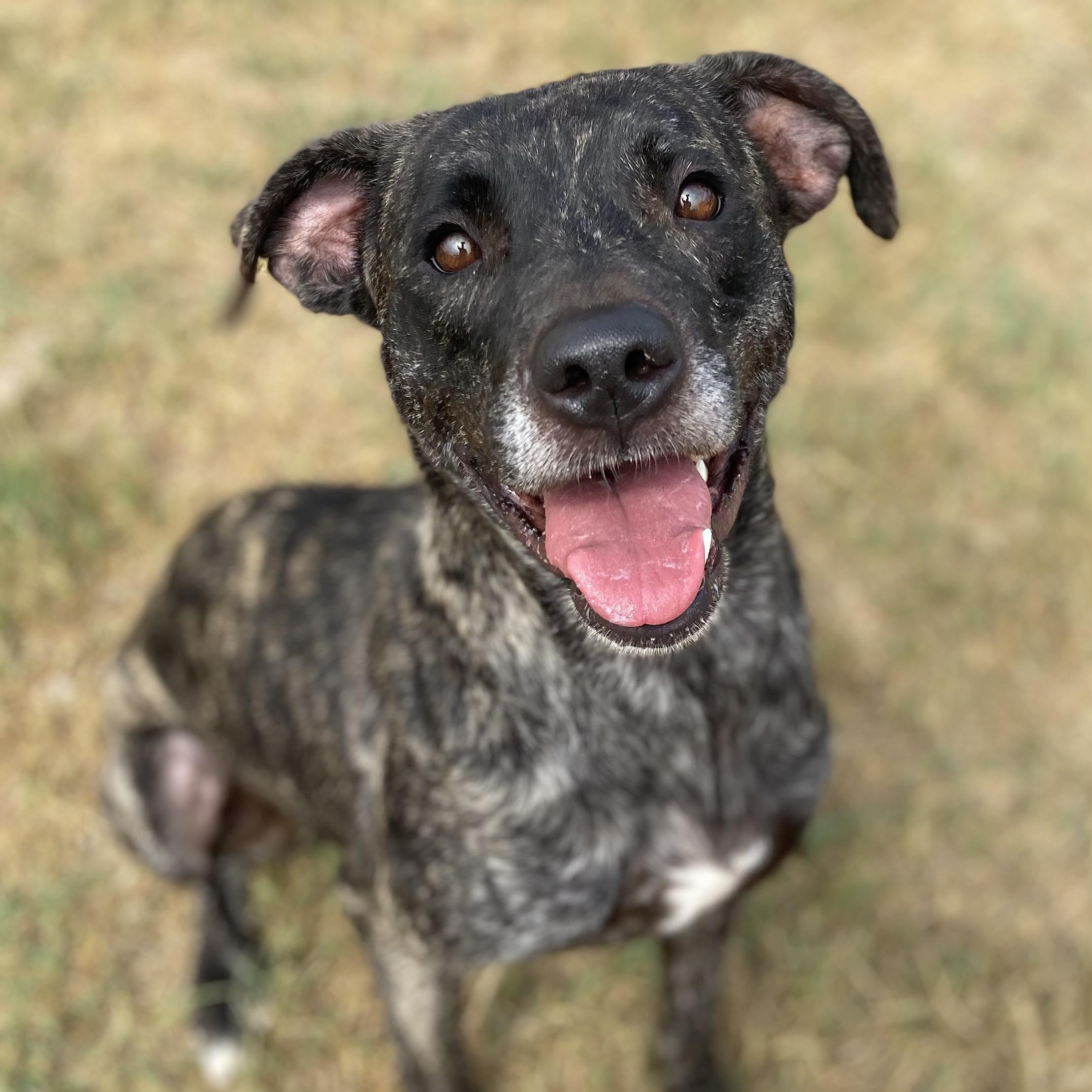 Demeter, Adoptable, Adult Female Terrier.