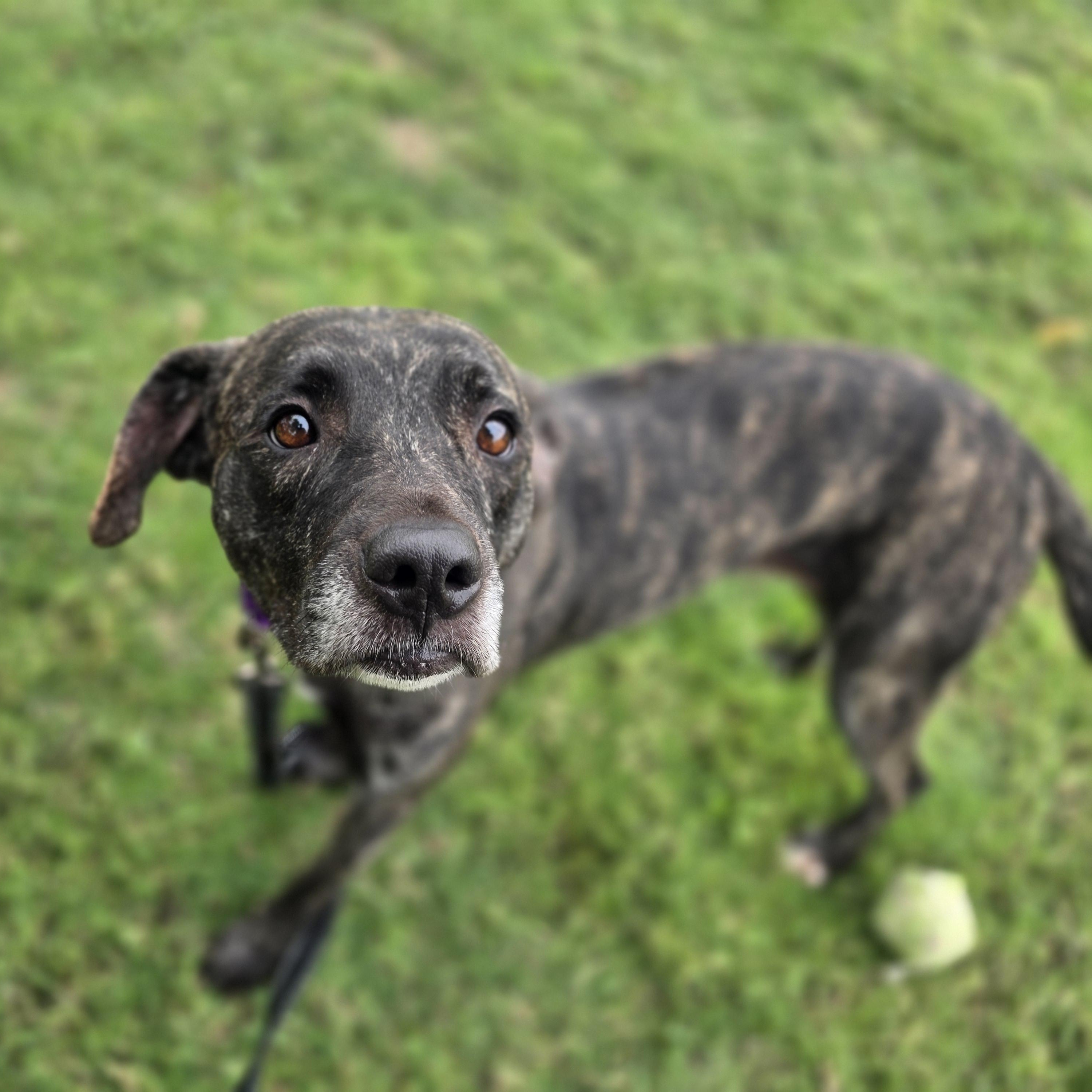 Enlarge Demeter, a Adoptable mixed breed in Lowell, AR image 5/5