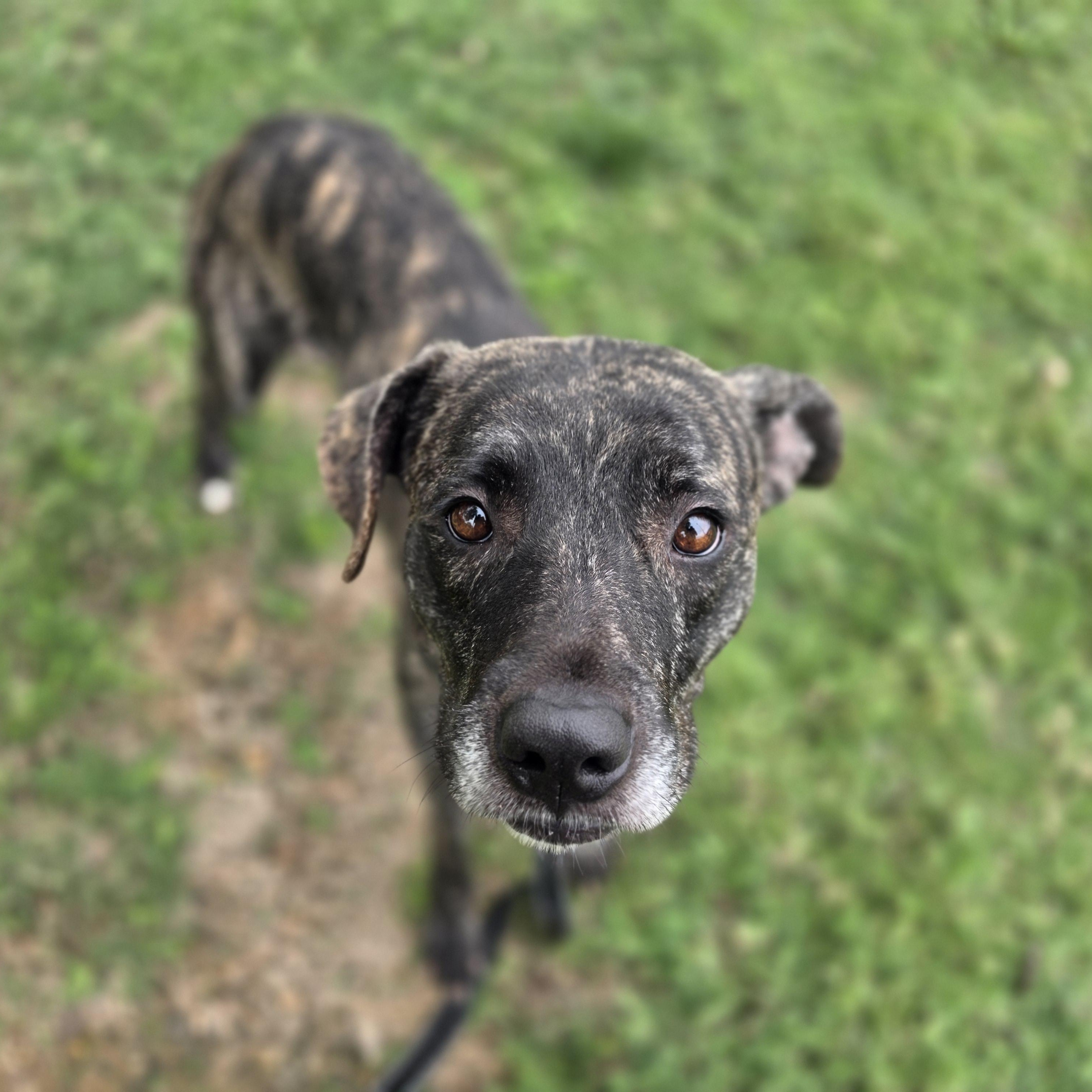 Enlarge Demeter, a Adoptable mixed breed in Lowell, AR image 2/5