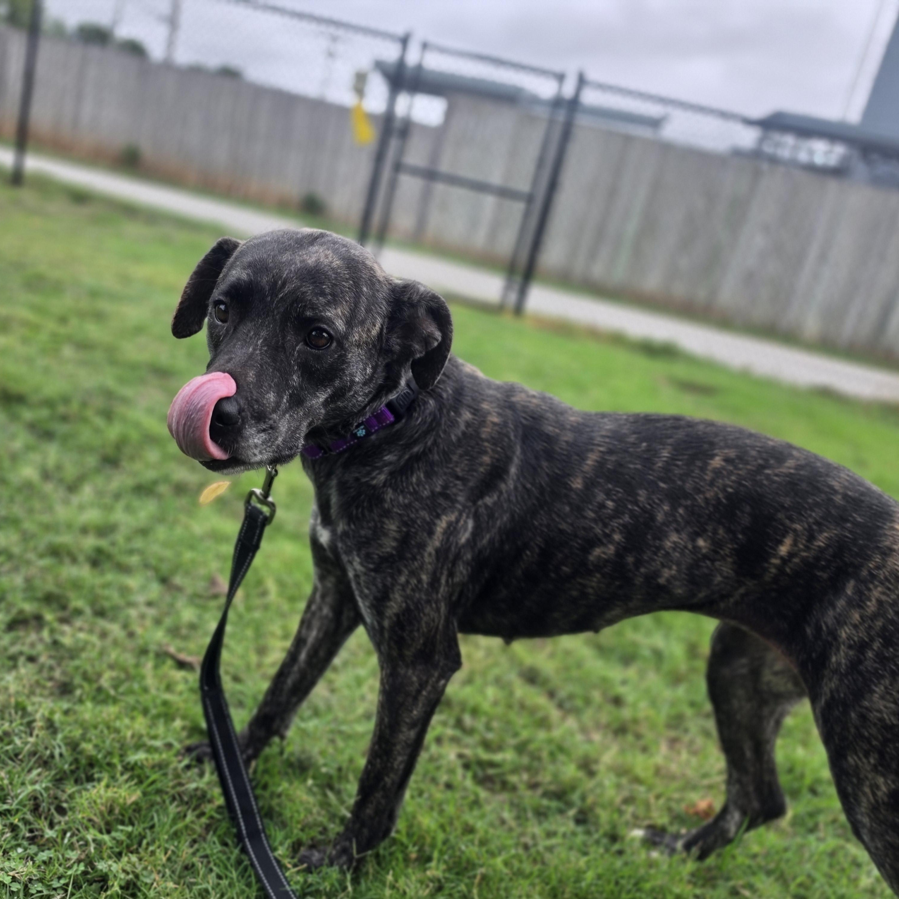 Enlarge Demeter, a Adoptable mixed breed in Lowell, AR image 3/5