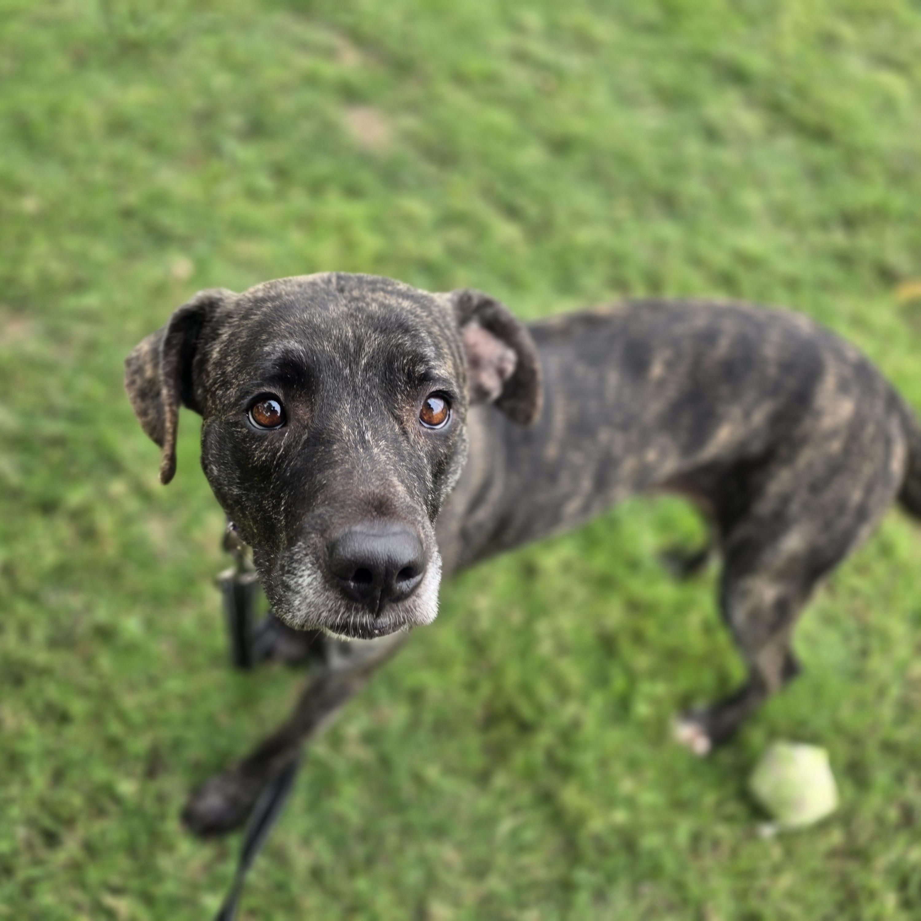 Enlarge Demeter, a Adoptable mixed breed in Lowell, AR image 4/5