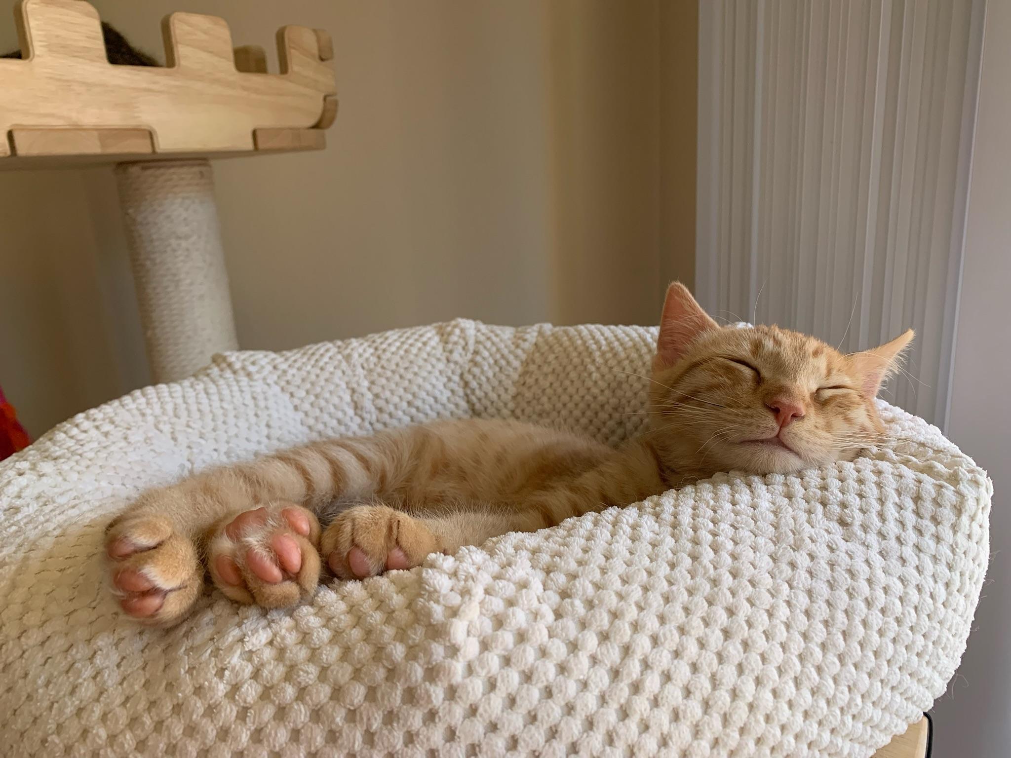Enlarge Ulrich and Vincent, a ADOPTABLE Tabby in Laguna Beach, CA image 6/6