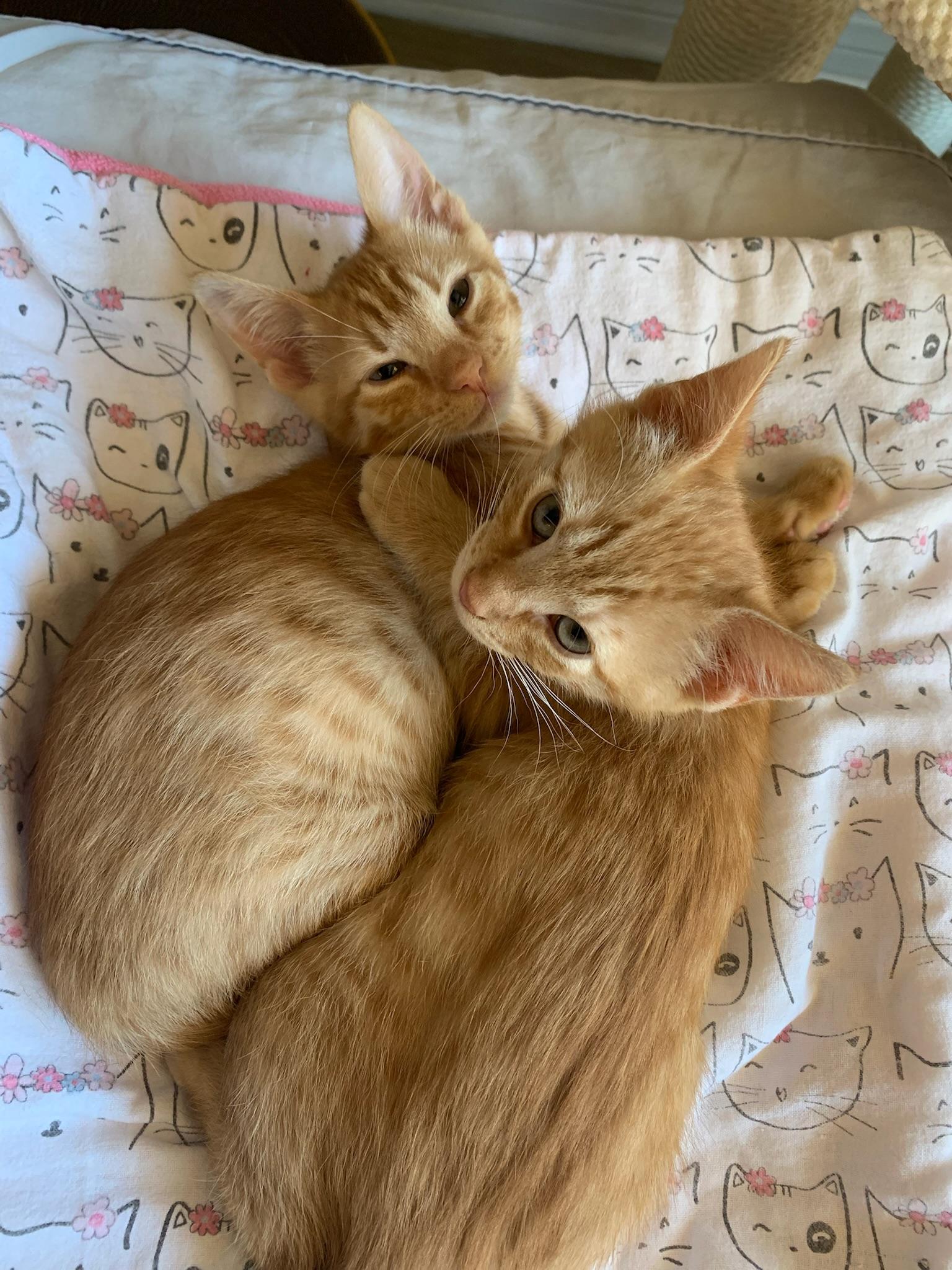 Enlarge Ulrich and Vincent, a ADOPTABLE Tabby in Laguna Beach, CA image 4/6