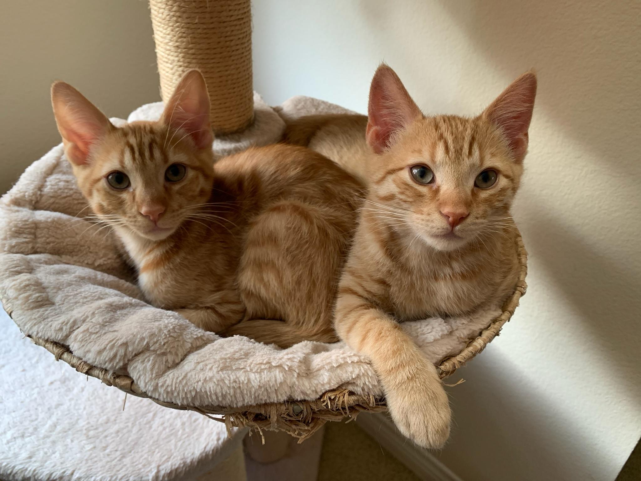 Ulrich and Vincent, ADOPTABLE, Kitten Male Tabby.
