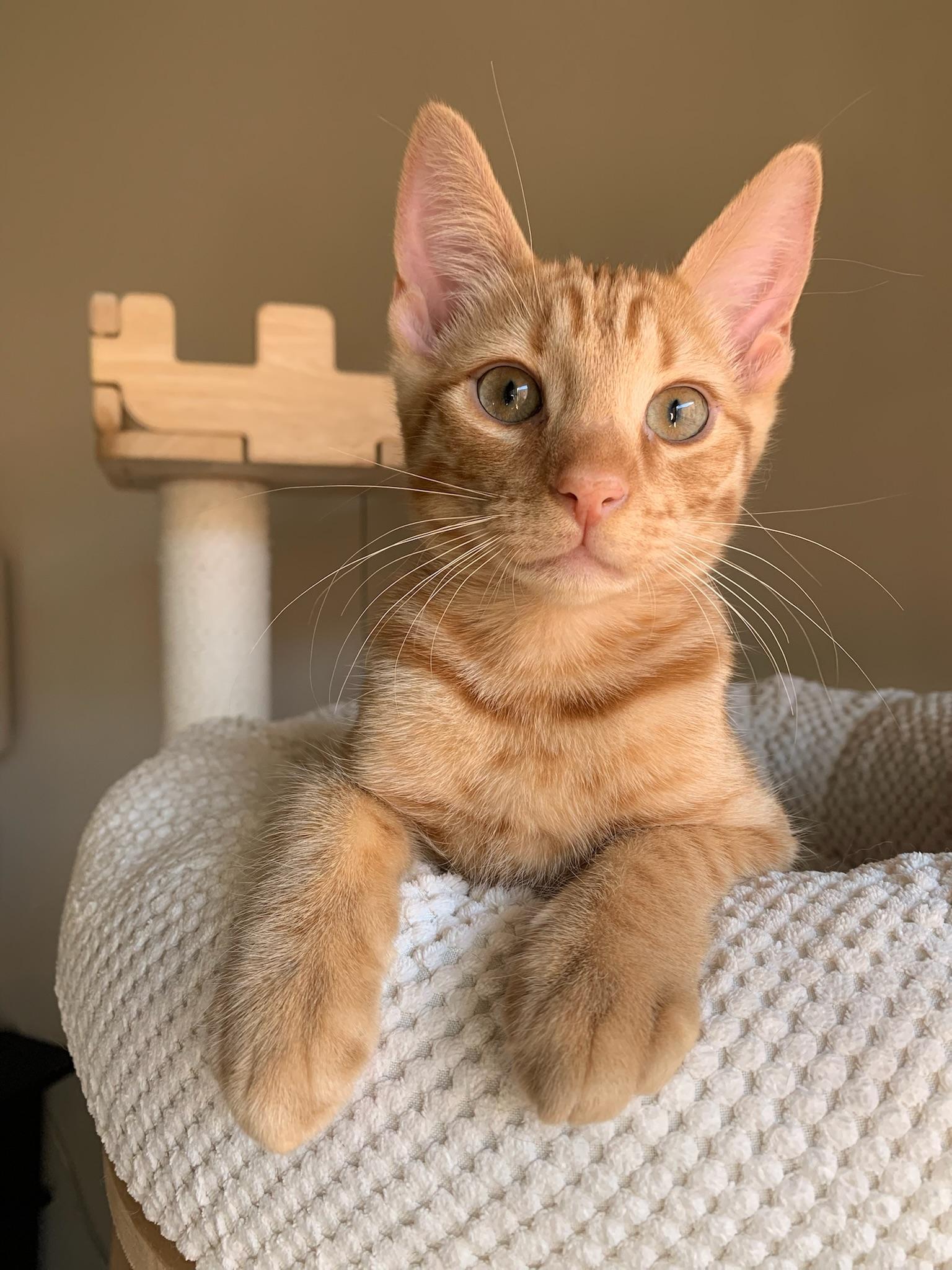 Enlarge Ulrich and Vincent, a ADOPTABLE Tabby in Laguna Beach, CA image 2/6