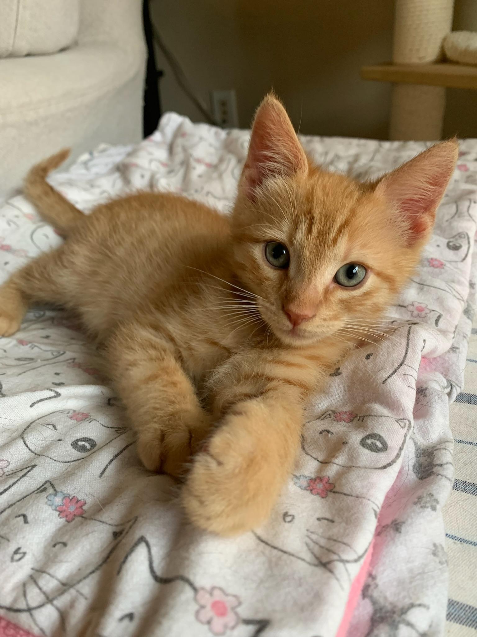 Enlarge Ulrich and Vincent, a ADOPTABLE Tabby in Laguna Beach, CA image 5/6