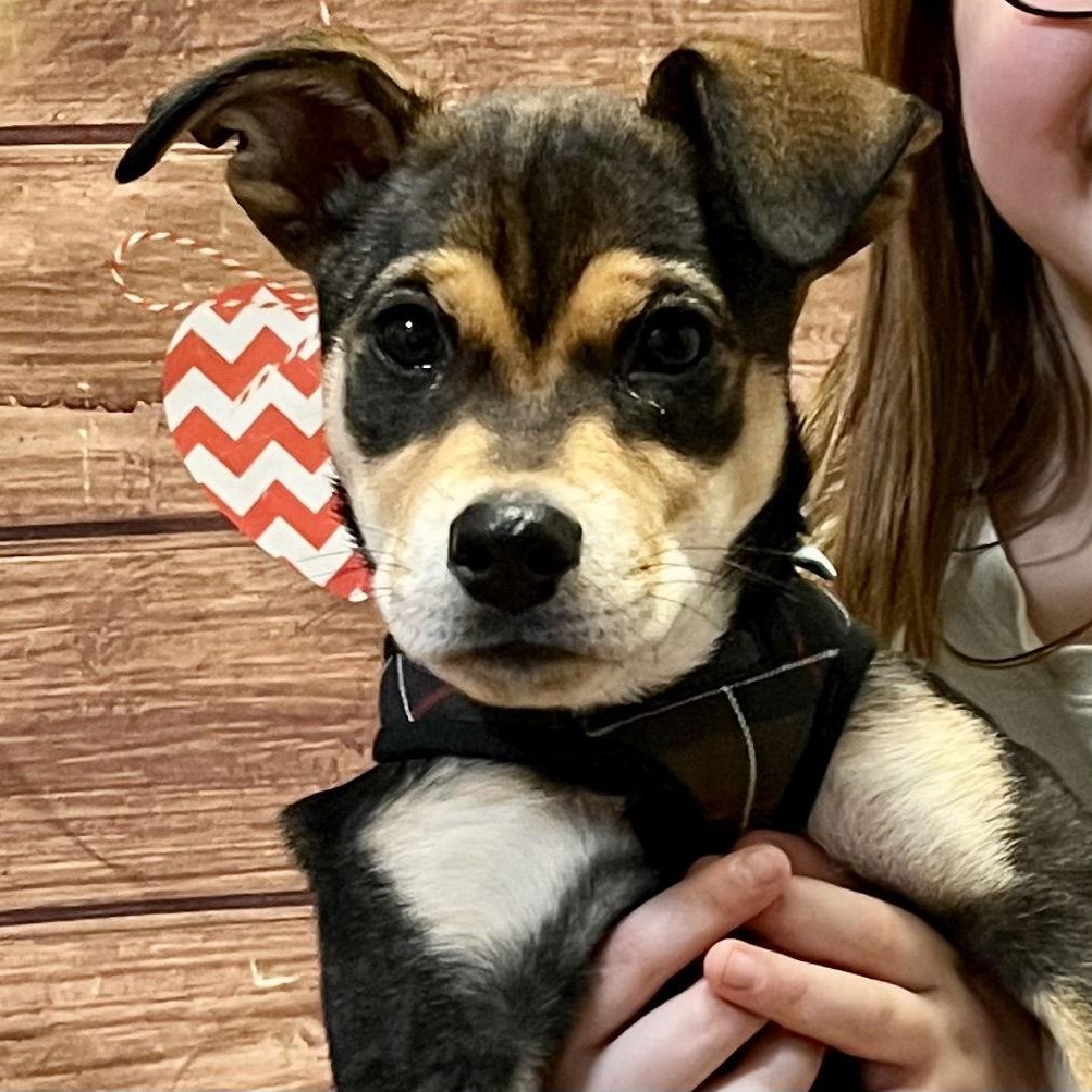 Enlarge Lola, a Adoptable Shepherd in Lake Hopatcong, NJ image 1/3