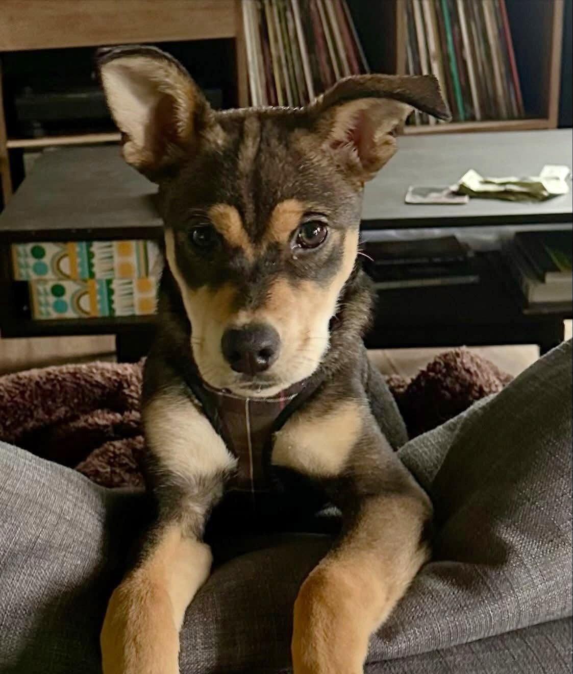 Lola, Adoptable, Puppy Female Shepherd.