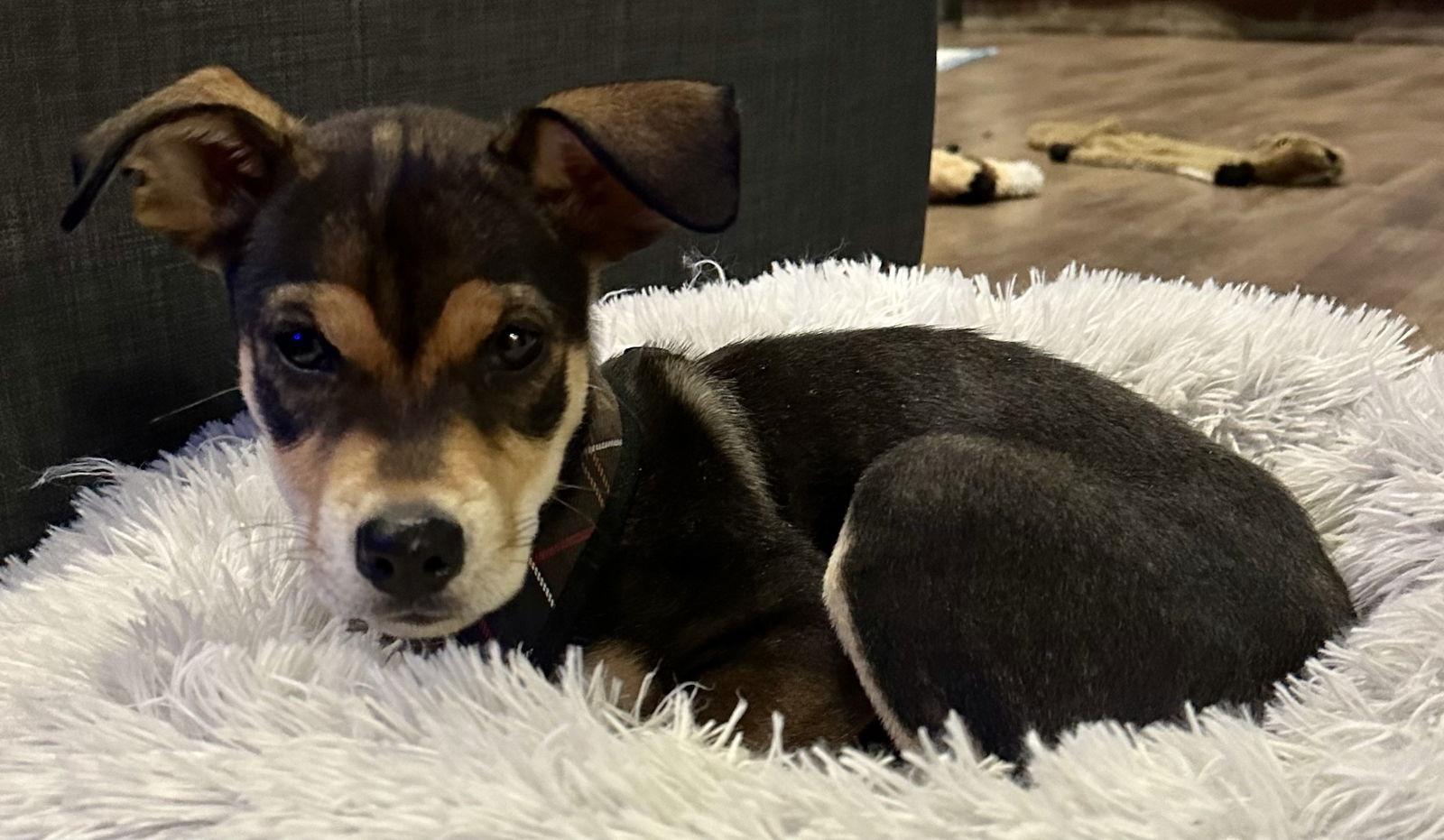 Lola, a Adoptable Shepherd in Lake Hopatcong, NJ image 3/3