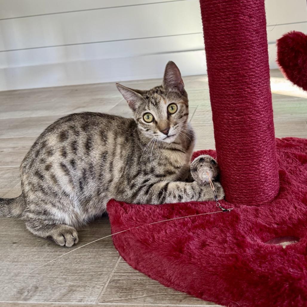 Enlarge Yahtzee, a Adoptable Domestic Short Hair in Ponte Vedra Beach, FL image 1/2