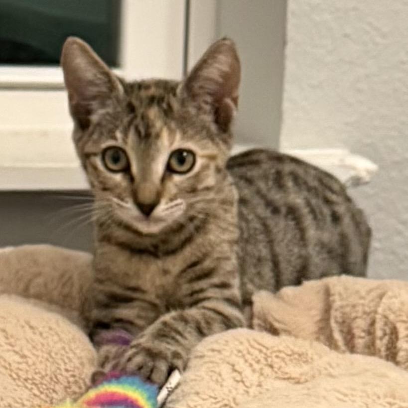 Yahtzee, Adoptable, Kitten Female Domestic Short Hair.